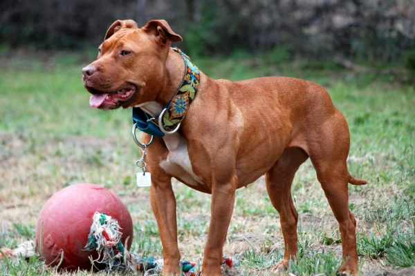 American Pit Bull Terrier 1vettop% American Pit Bull Terrier (1)