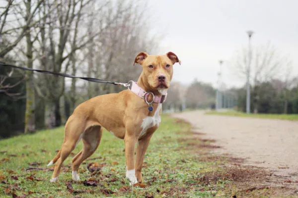 American Pit Bull Terrier 2vettop% American Pit Bull Terrier (1)