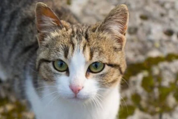 American Wirehair 2vettop%