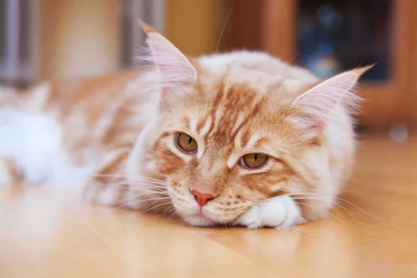Anemia Hemolítica em Gatos 2vettop% Anemia Hemolítica em Gatos