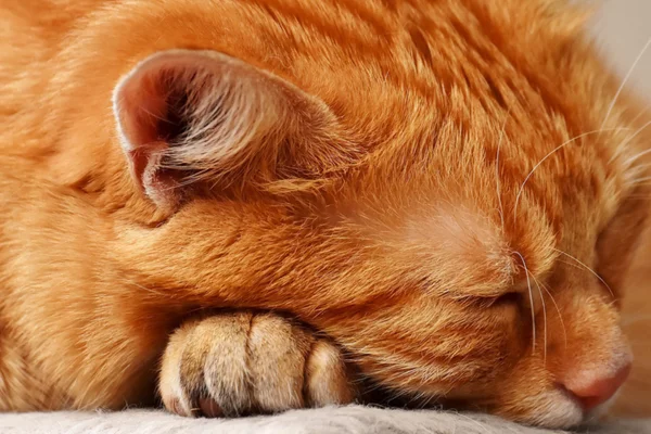 Anemia Hemolítica em Gatos 1vettop% Anemia Hemolítica em Gatos