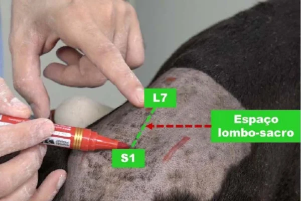 Anestesia Epidural em Cães 2vettop% Anestesia Epidural em Cães (1)