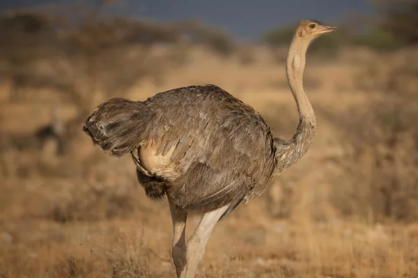 Aves que Não Voam: Características e Curiosidades 1vettop% Avestruz pode voar?