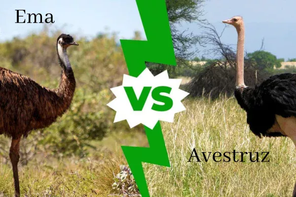 Avestruz e Ema qual a Diferença? 1vettop% Avestruz e Ema qual a Diferença