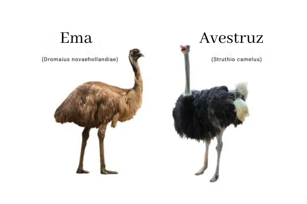 Avestruz e Ema qual a Diferença? 2vettop% Avestruz e Ema qual a Diferença