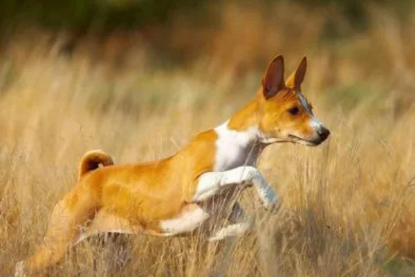 Basenji: O Cão que Não Late 2vettop% Basenji