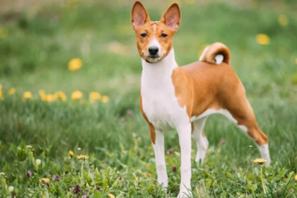 Basenji 2vettop% Basenji