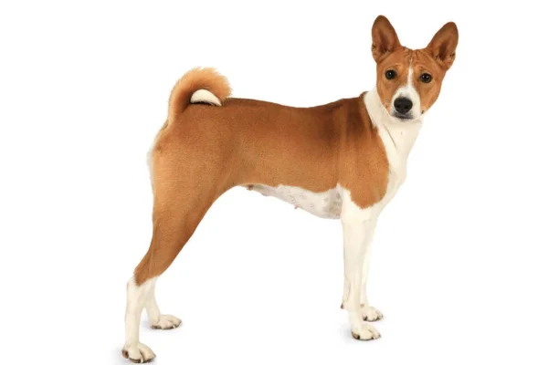 Basenji: O Cão que Não Late 9vettop% Basenji
