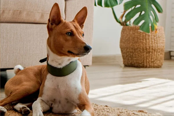 Basenji: O Cão que Não Late 1vettop% Basenji