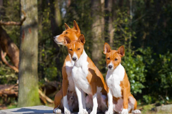 Basenji 1vettop% Basenji