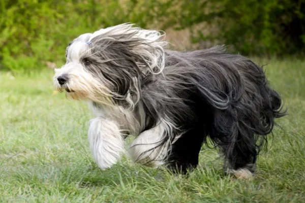 Bearded Collie 2vettop%