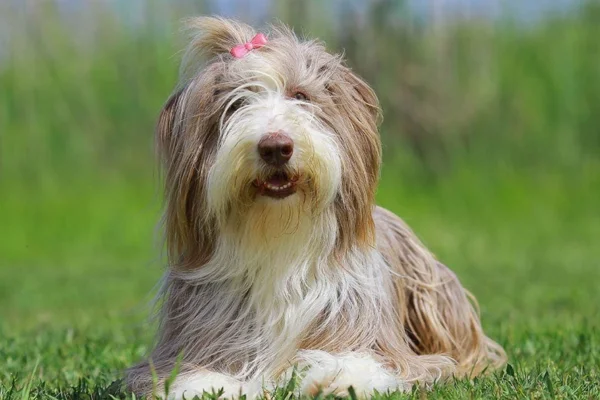 Bearded Collie 1vettop% Bearded Collie (1)