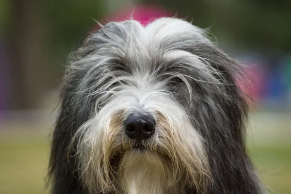 Bearded Collie 6vettop% Bearded Collie