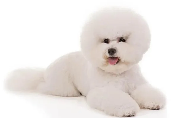 Bichon Frisé 1vettop% Bichon Frisé (1)