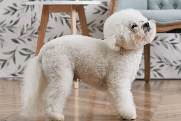 Bichon Frisé 2vettop% Bichon Frisé (1)