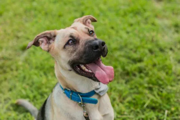 Black mouth cur 2vettop% Black mouth cur