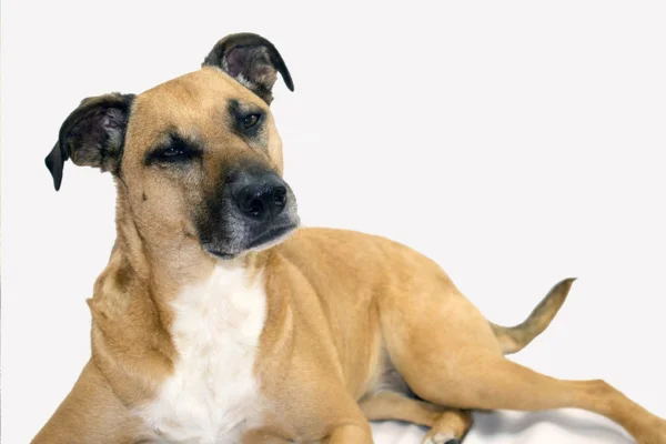 Black mouth cur 1vettop% Black mouth cur
