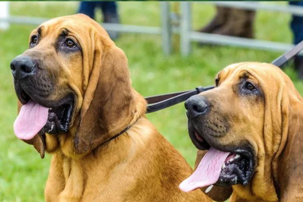 Bloodhound - Cão-de-Santo-Humberto 1vettop% Bloodhound