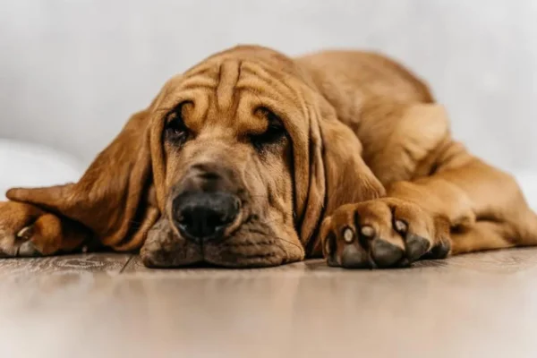 Bloodhound - Cão-de-Santo-Humberto 13vettop% Bloodhound
