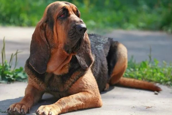 Bloodhound - Cão-de-Santo-Humberto 2vettop% Bloodhound