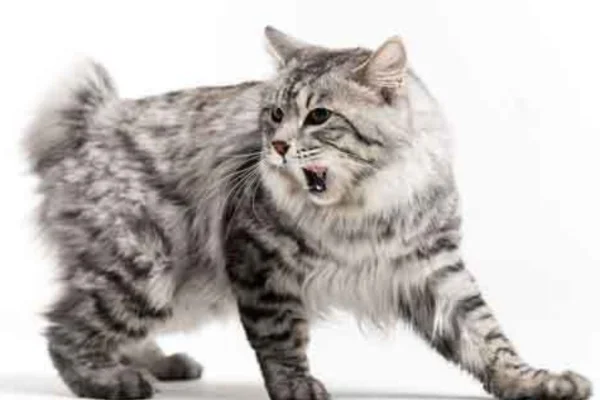 Bobtail Americano 1vettop% Bobtail Americano