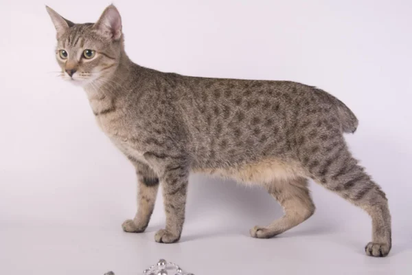 Bobtail Americano 2vettop% Bobtail Americano