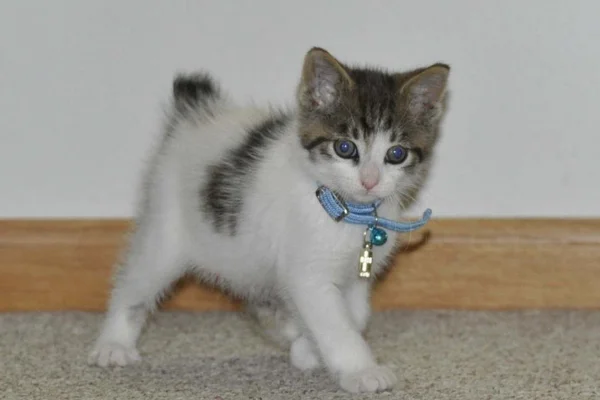 Bobtail Japonês 2vettop% Bobtail Japonês