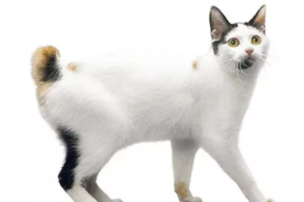 Bobtail Japonês