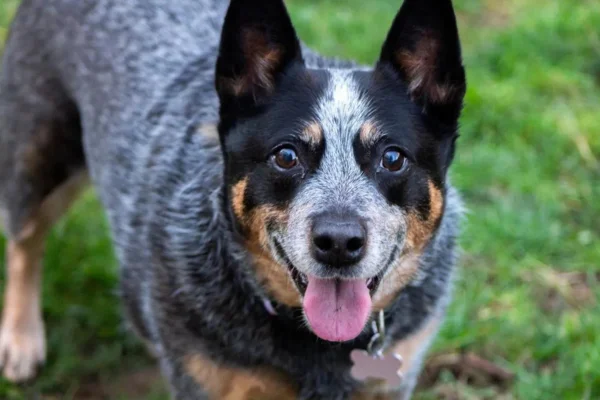 Boiadeiro Australiano 9vettop% Boiadeiro Australiano