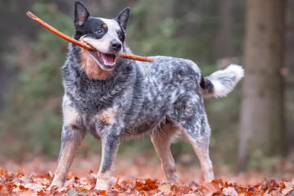 Boiadeiro Australiano 2vettop% Boiadeiro Australiano