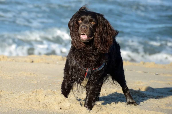 Boykin Spaniel 1vettop% Boykin spaniel