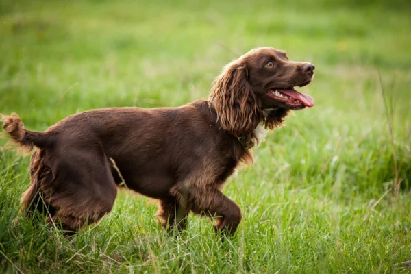Boykin Spaniel 2vettop% Boykin spaniel