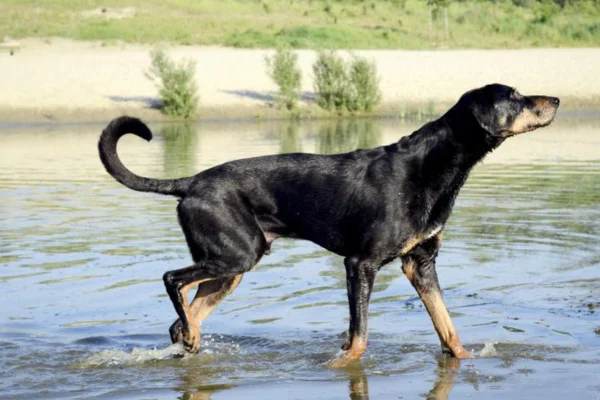Braco da transilvânia 2vettop% Braco da Transilvânia (2