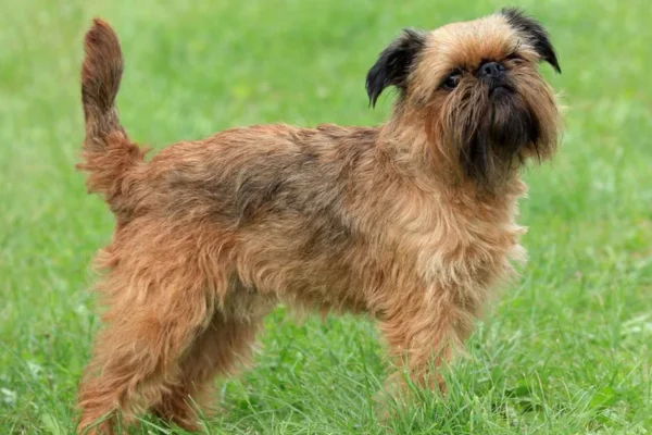 Griffon de Bruxelas 2vettop% Brussels Griffon