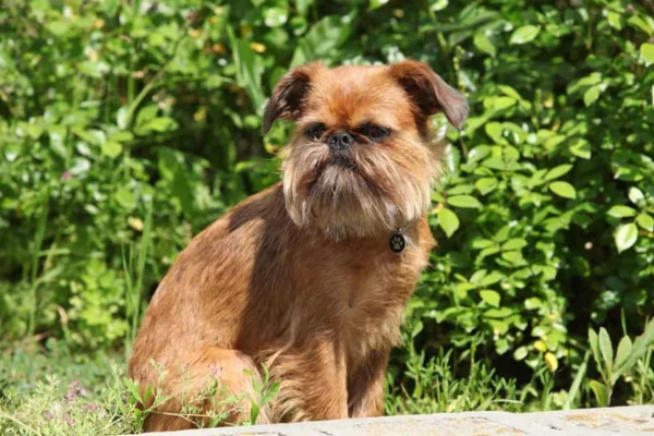 Griffon de Bruxelas 1vettop% Brussels Griffon