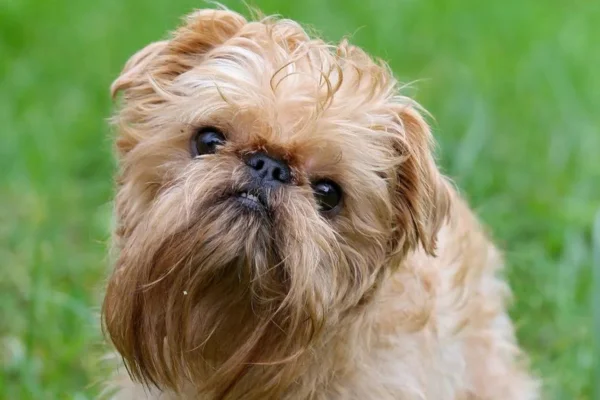 Griffon de Bruxelas 11vettop% Brussels Griffonopen