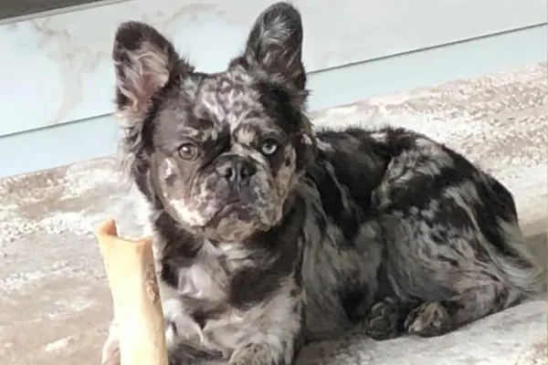 Bulldog francês fluffy 2vettop% Bulldog francês fluffy