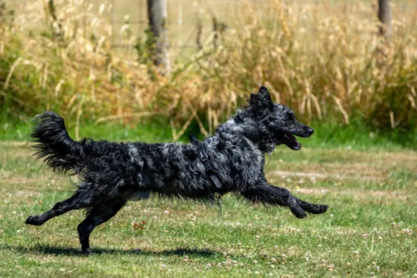 Cachorro Mudi 2vettop% Cachorro Mudi (2)