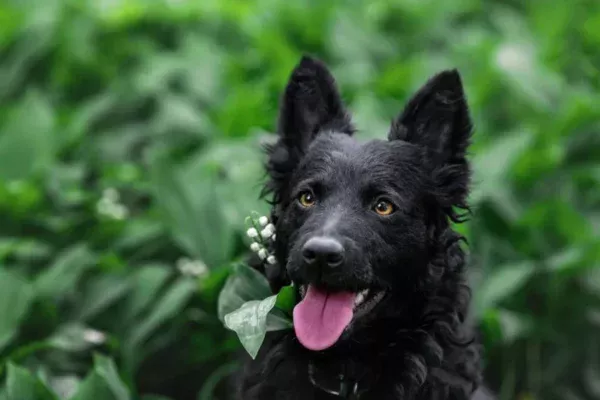 Cachorro Mudi 1vettop% Cachorro Mudi (2)