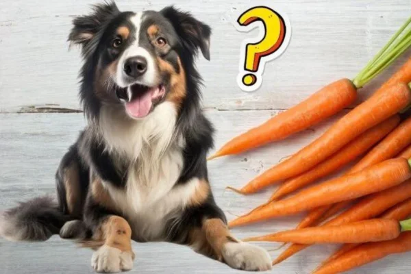 Cachorro pode comer cenoura? 2vettop% Cachorro pode comer cenoura?