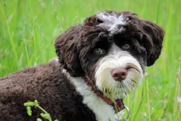 Cão d'água Português 2vettop% Cão d'água Português