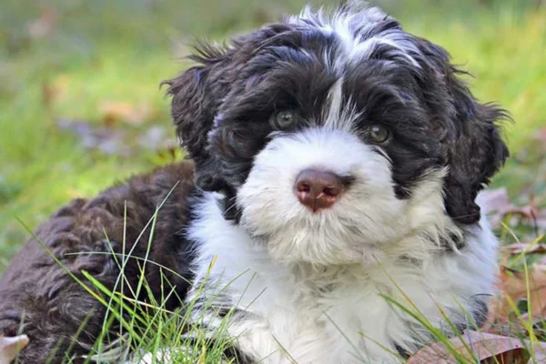 Cão d'água Português 1vettop% Cão d'água Português