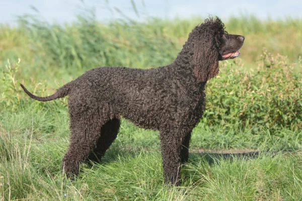 Cão d'água irlandês 2vettop% Cão d'água irlandês