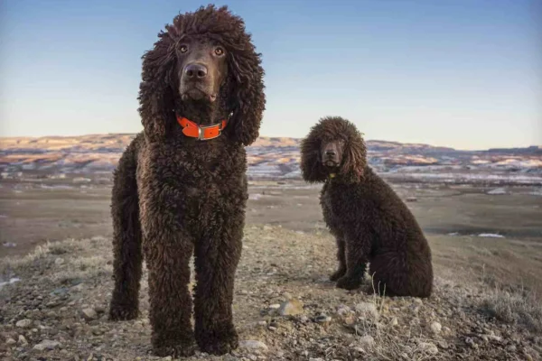 Cão d'água irlandês 1vettop% Cão d'água irlandês