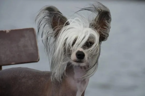 Cão de Crista Chinês 2vettop% Cão de Crista Chinês (1)