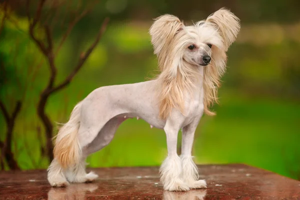 Cão de Crista Chinês 1vettop% Cão de Crista Chinês