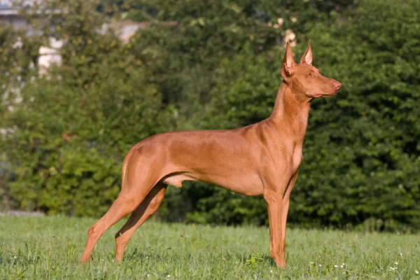 Cão do faraó 2vettop% Cão do faraó