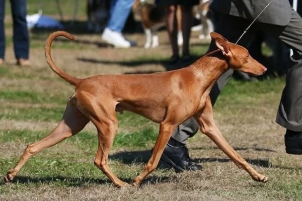 Cão do faraó 1vettop% Cão do faraó