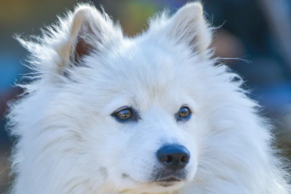 Cão esquimó americano 2vettop% Cão esquimó americano