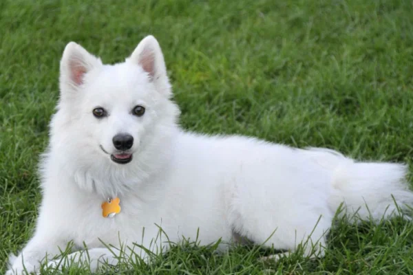 Cão esquimó americano 1vettop% Cão esquimó americano